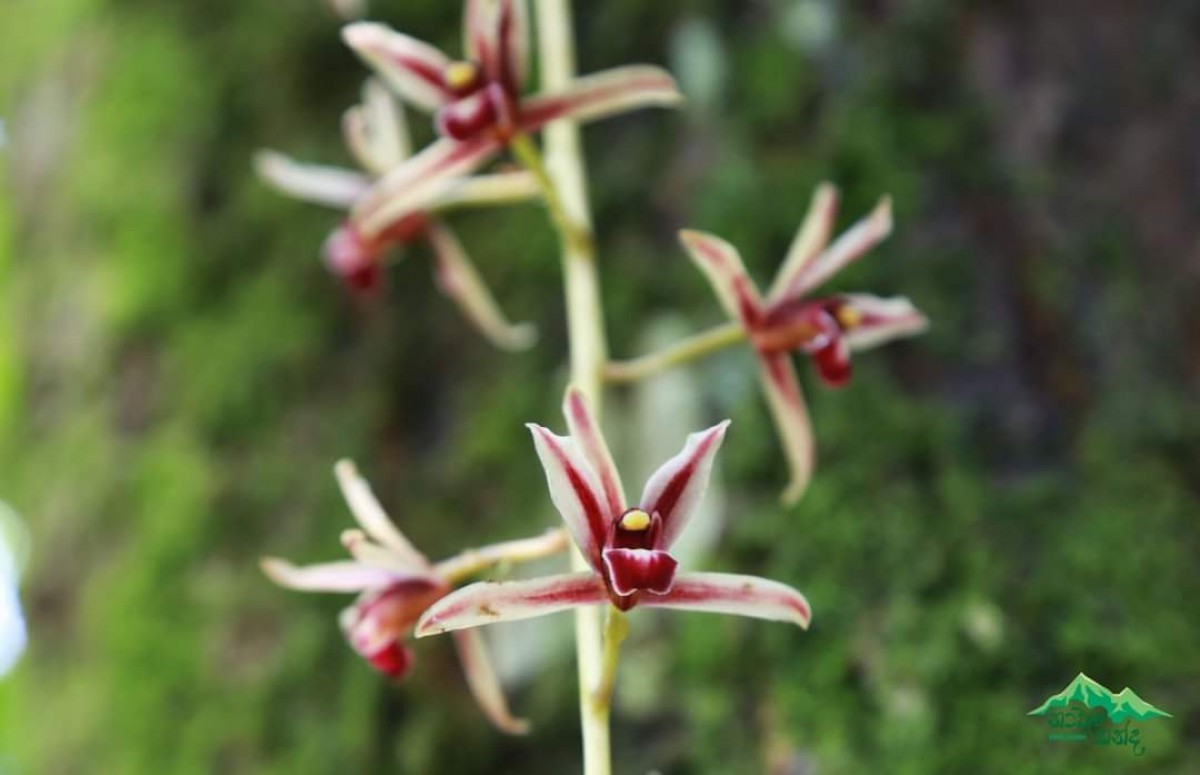 Cymbidium aloifolium (L.) Sw.